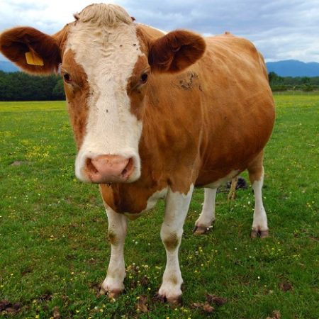 Mơ thấy bò đánh đề con gì cho dễ trúng? Là hên hay xui?