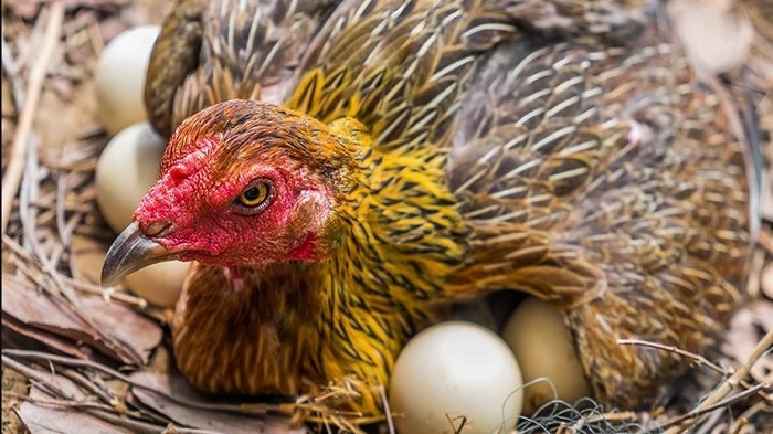 Ngủ mơ thấy gà mái đẻ trứng hên hay xui? Đánh con gì?